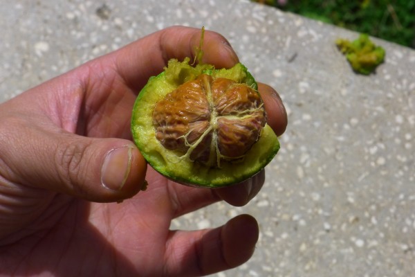 conew_p1010503.jpg