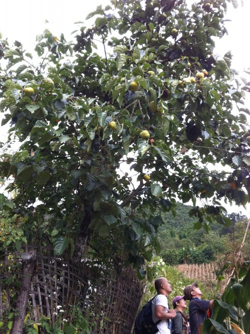 101APPLE_IMG_1027_conew1.jpg