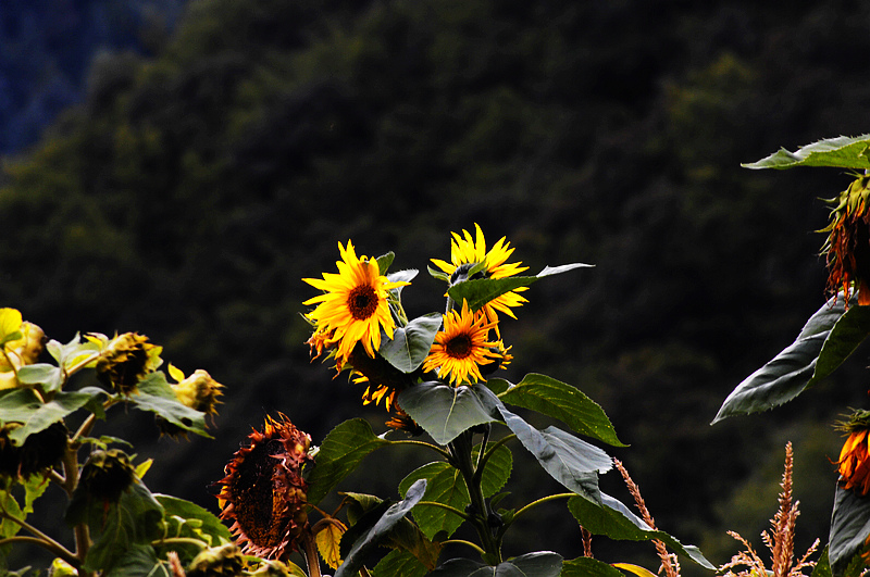 _LEI0058.jpg