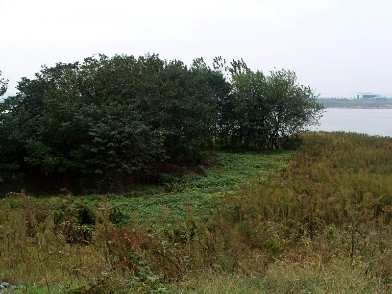 conew_s1053786.jpg