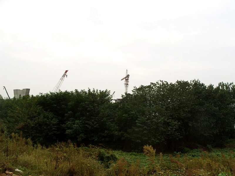 conew_s1053787.jpg