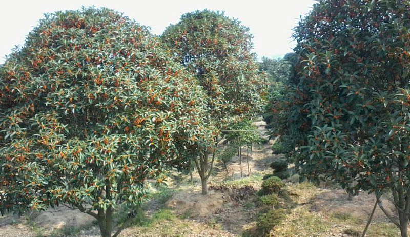 ��Ƭ2687_001.jpg