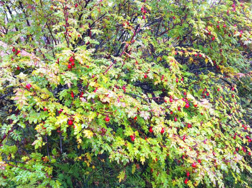 101APPLE_IMG_1291_conew1.jpg