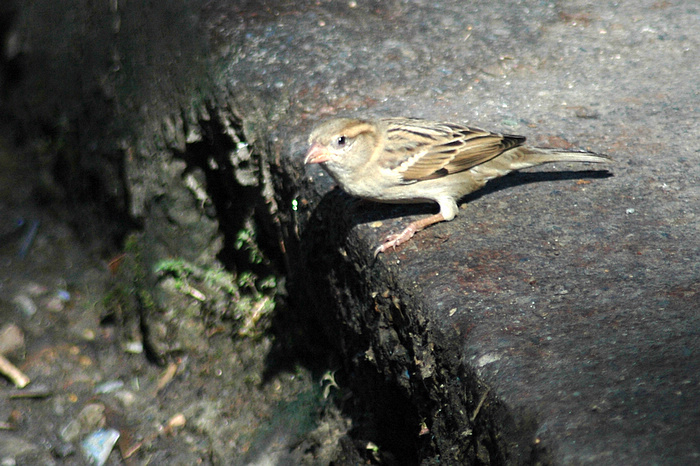 DSC_2263.JPG