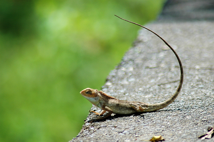 DSC_2477.JPG