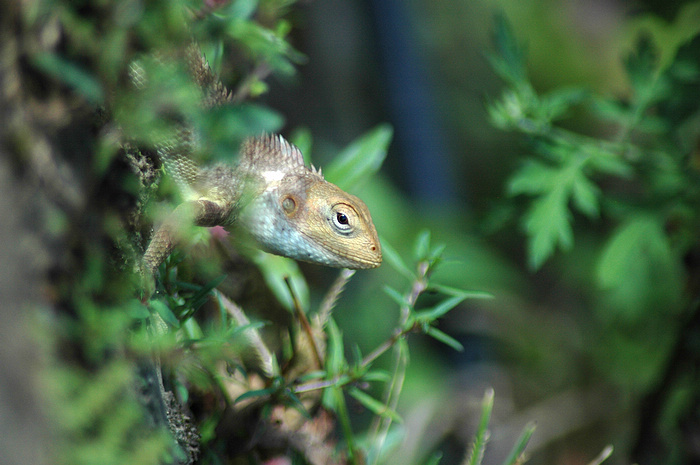 DSC_2493.JPG