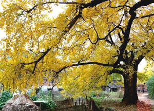 QQ��ͼ20111102145747.png