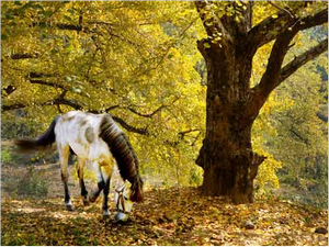 QQ��ͼ20111102150426.png