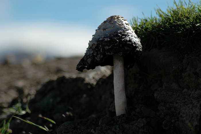 DSC_5081.JPG