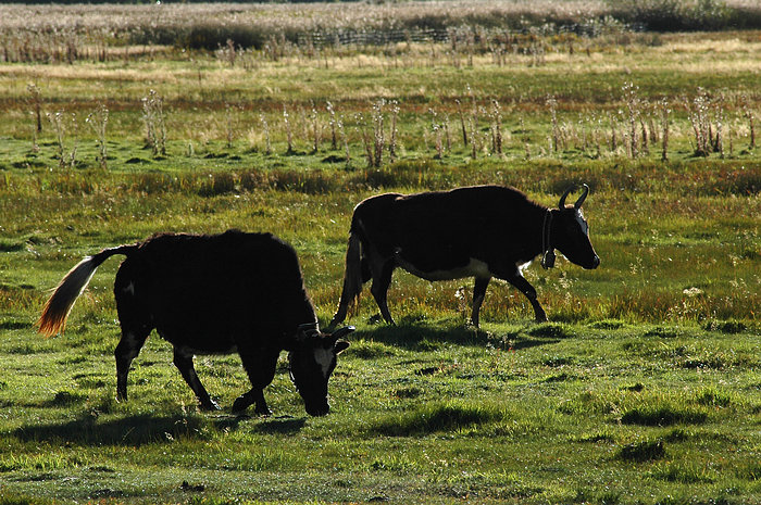 DSC_5261.JPG