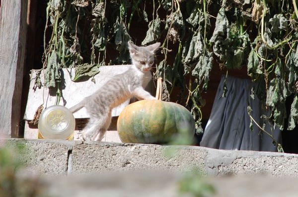 DSC_0081.jpg