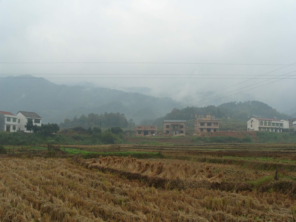 conew_s1053886.jpg