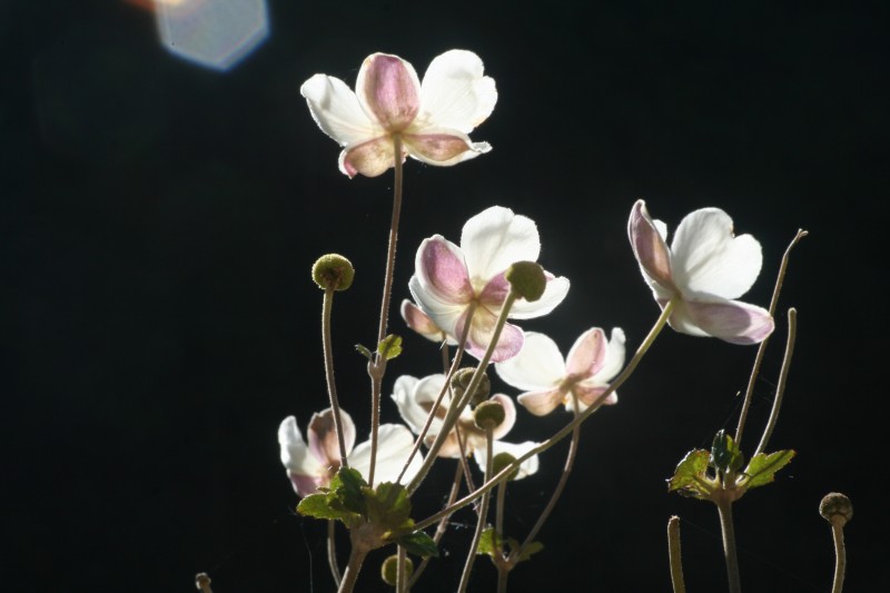 conew_img_3696.jpg