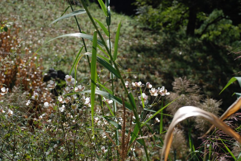 conew_dsc_0046.jpg