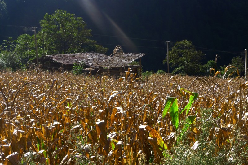 conew_p1010611.jpg