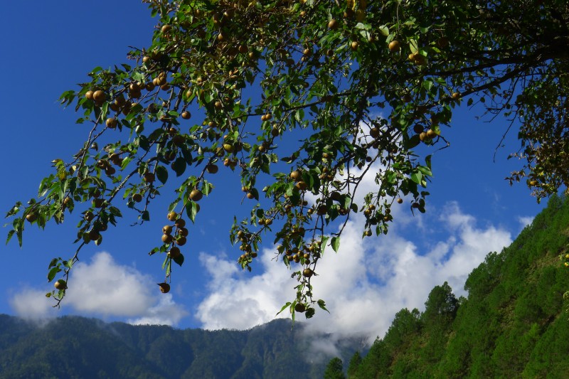 conew_p1010608.jpg