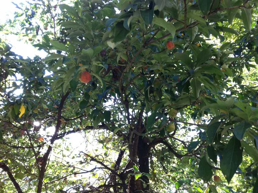 101APPLE_IMG_1115_conew1.jpg