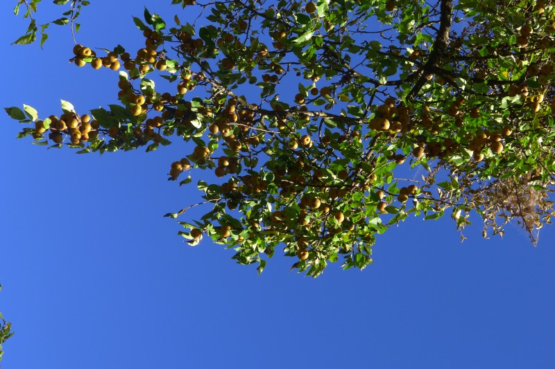 conew_p1010609.jpg