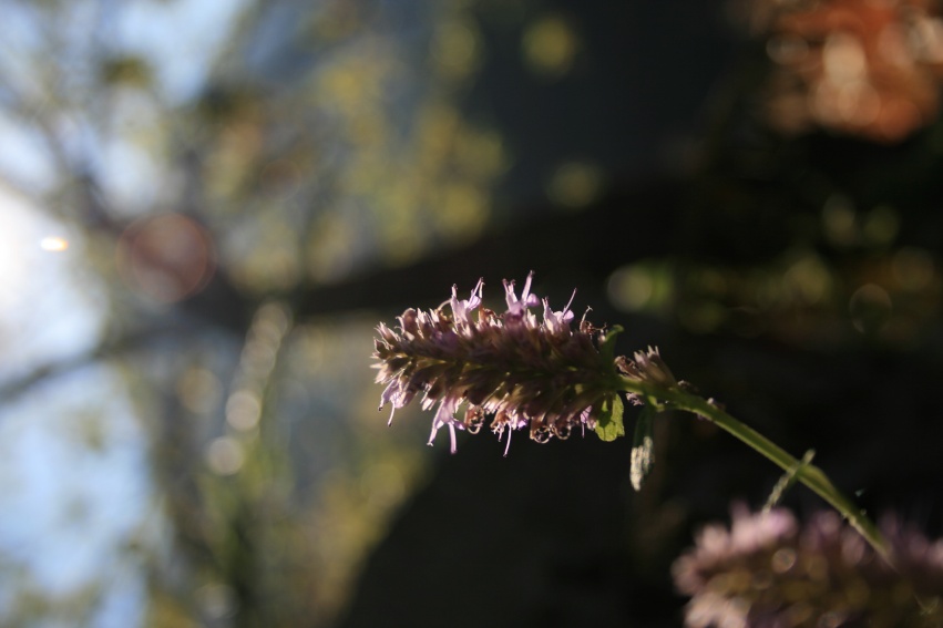 IMG_6340_conew2.jpg