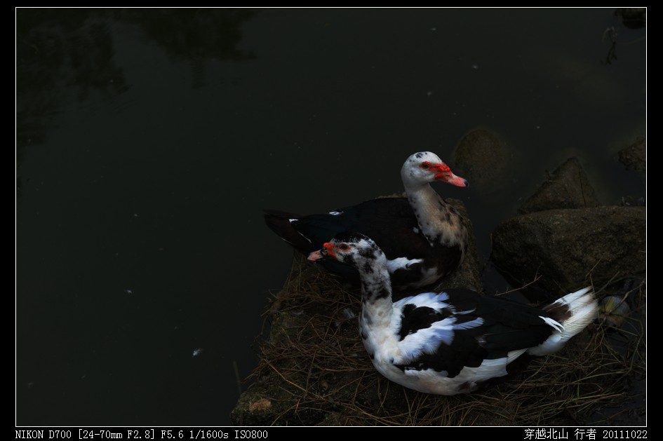 DSC_0105.jpg
