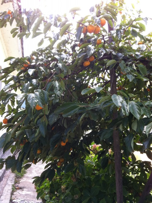 101APPLE_IMG_1214_conew2.jpg