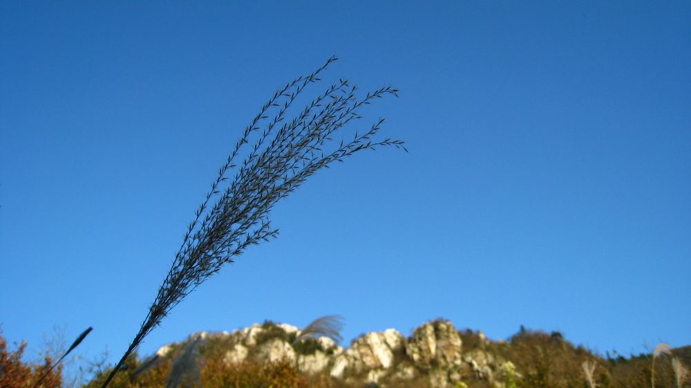 IMG_9485.jpg