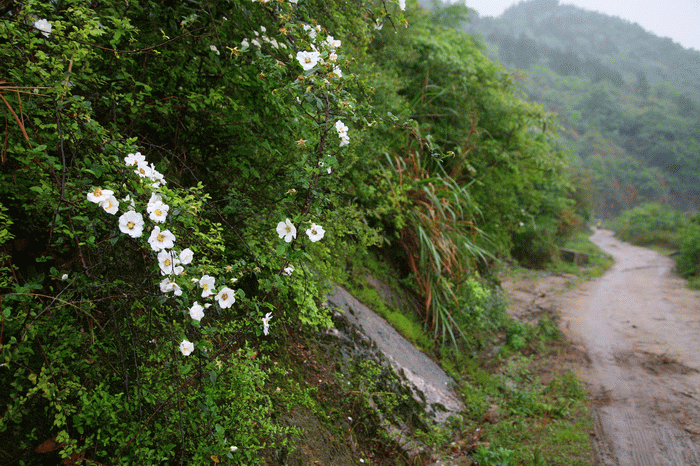 2009��.gif