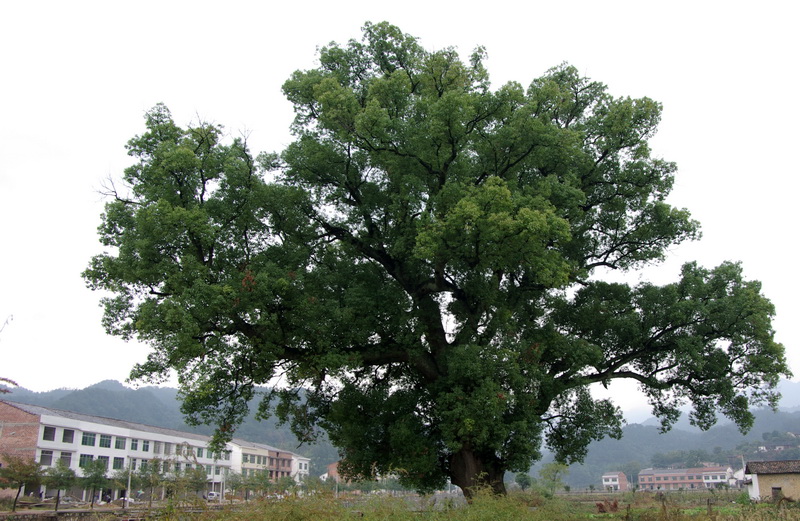 IMGP7803_������С.jpg