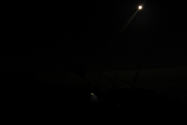 _MG_5447.jpg