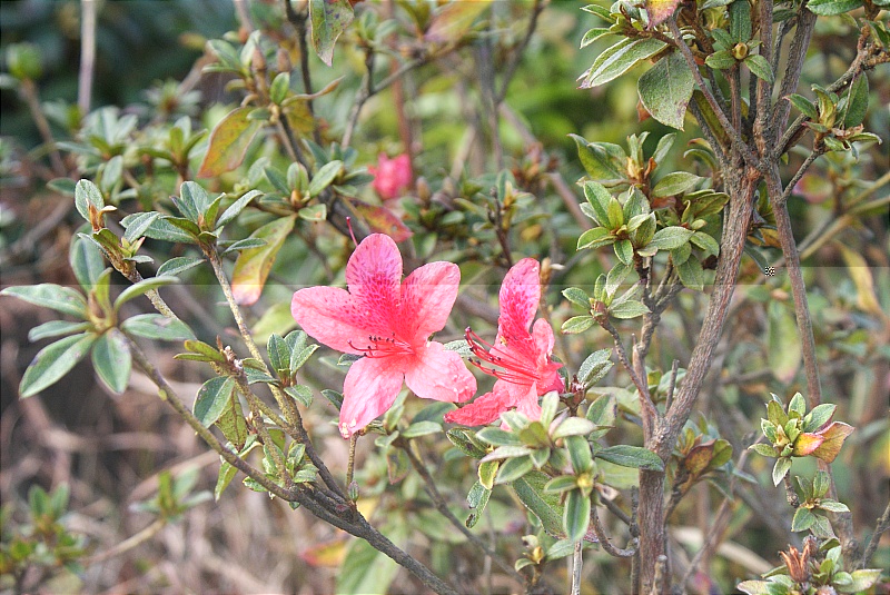 DSC09595.JPG
