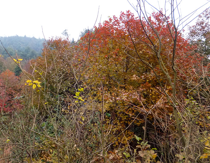 DSCF3500_����.jpg