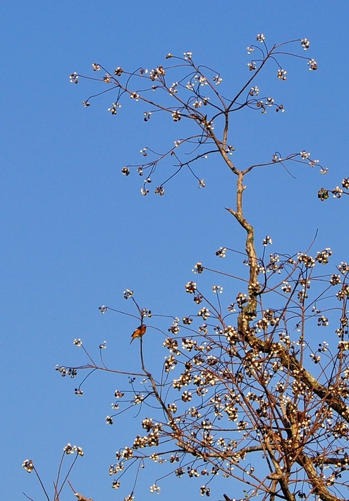 DSC_1311.jpg