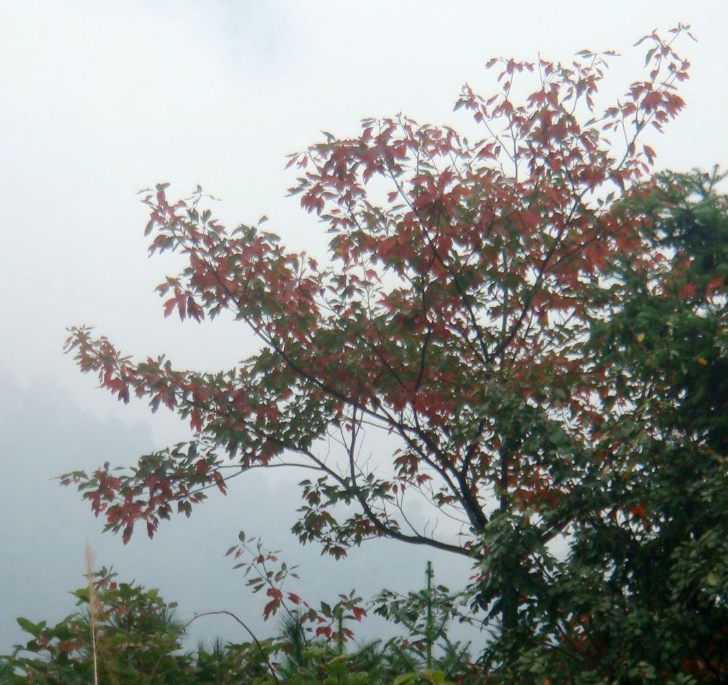 DSC04215.JPG