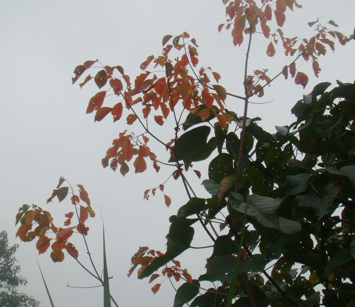 DSC04232.JPG