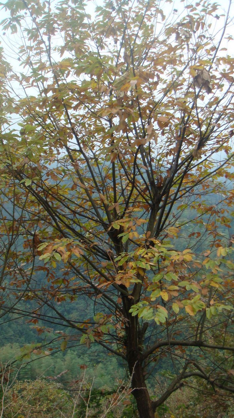 DSC04220.JPG