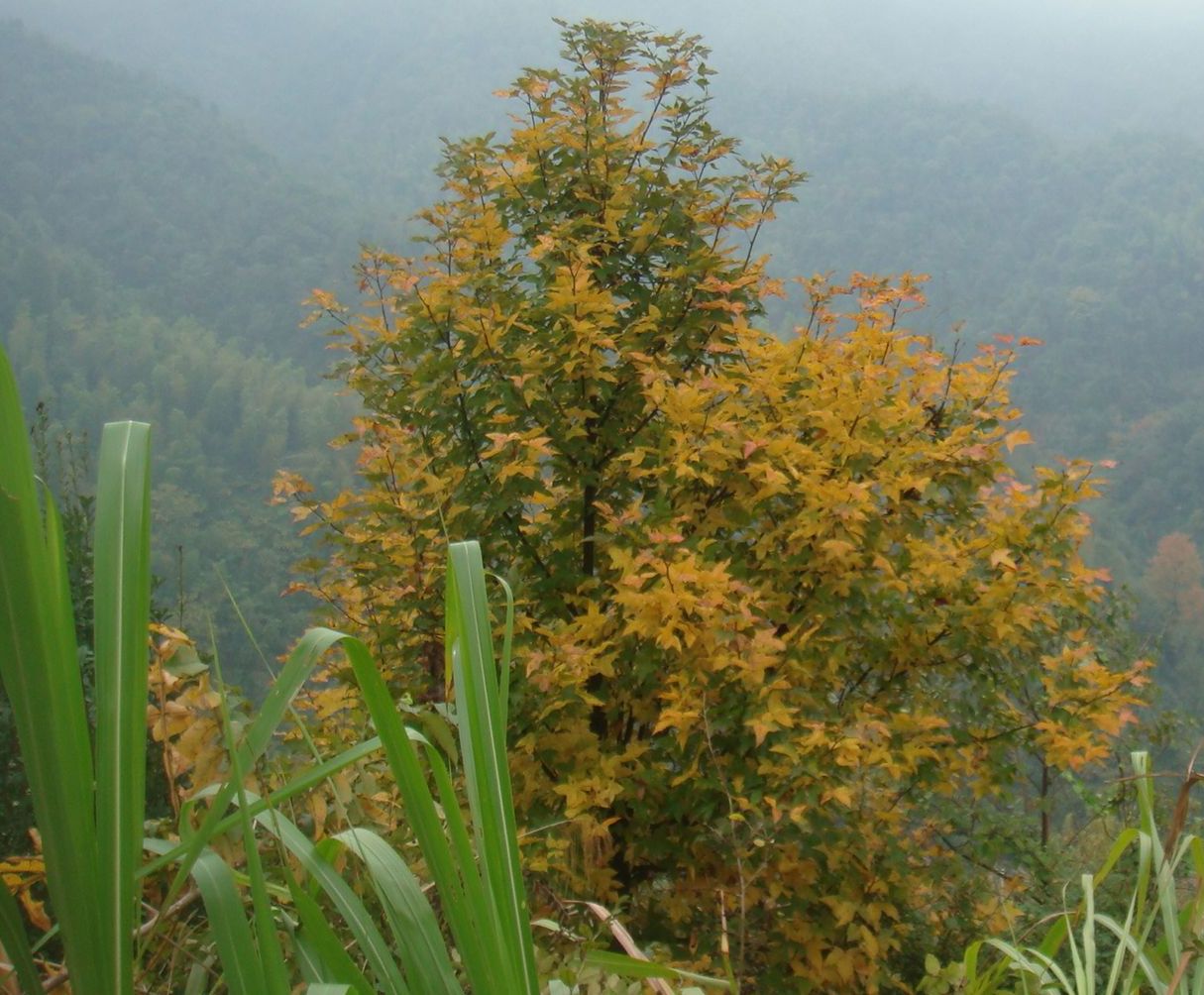 DSC04223.JPG