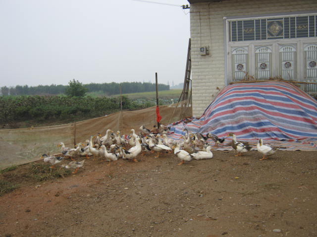 IMG_1245.JPG