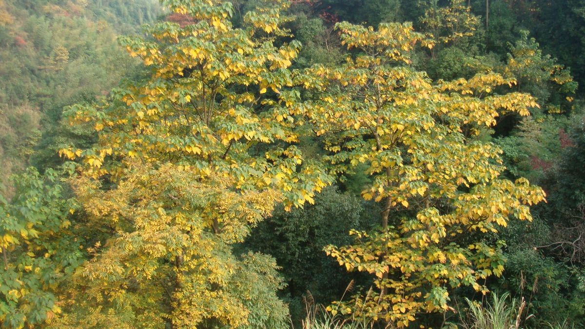 DSC04341.jpg