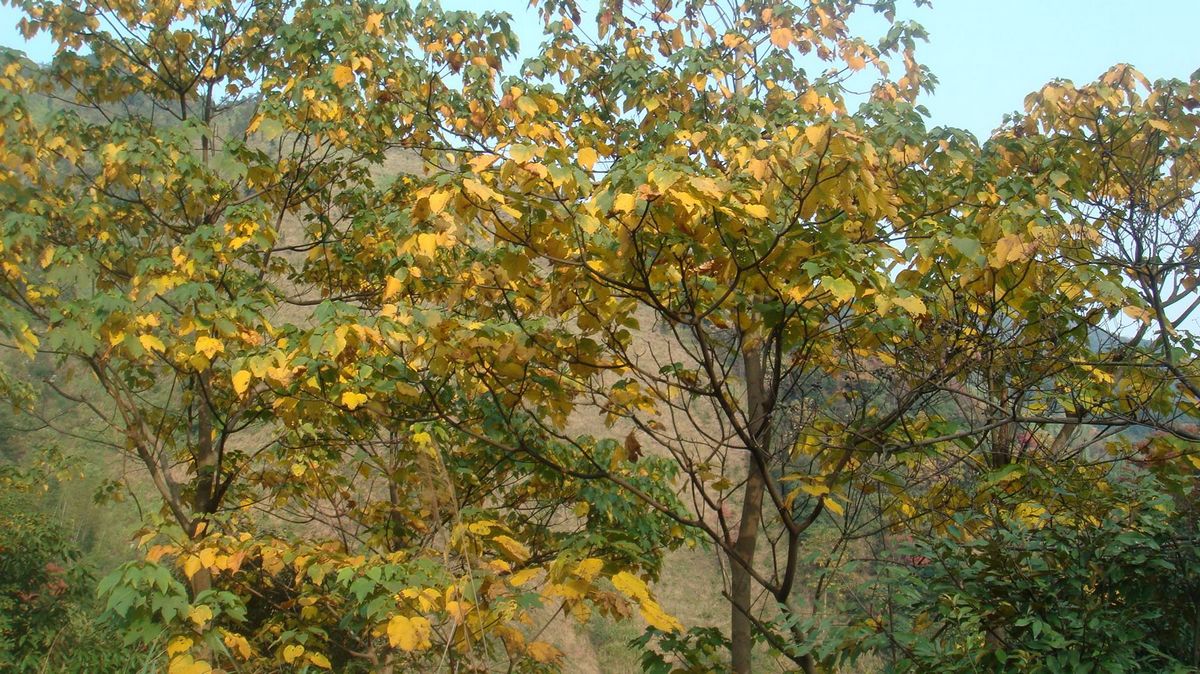 DSC04344.jpg