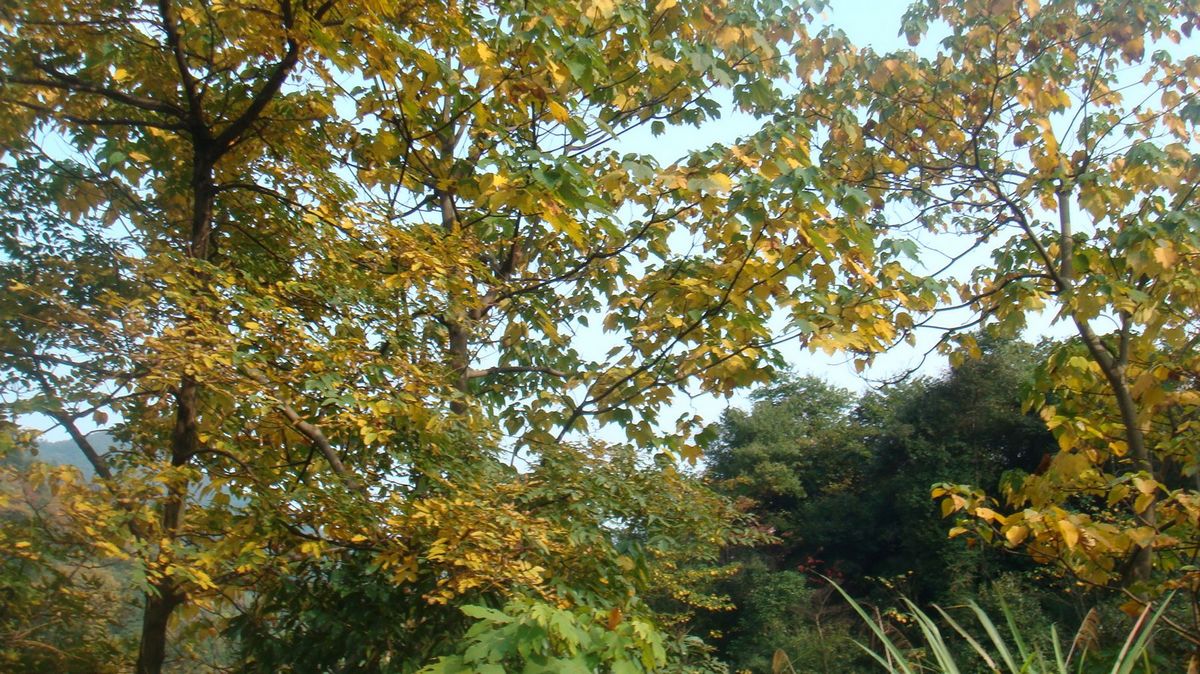 DSC04345.jpg