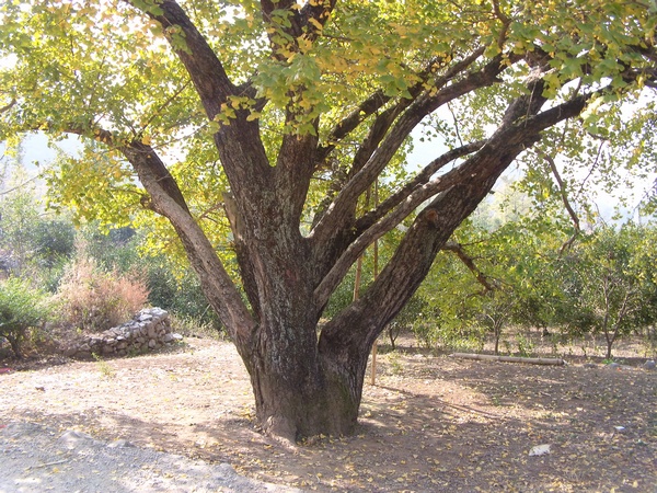 DVCI3002.jpg