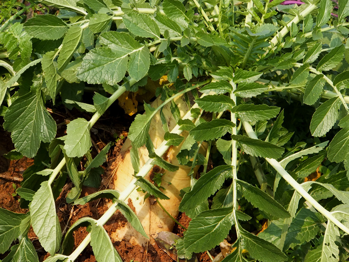 DSCF6991_����.jpg