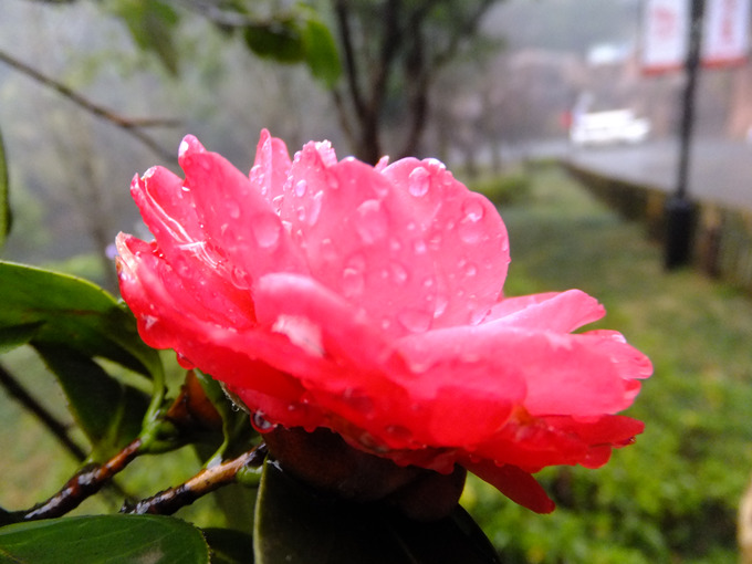 DSCF7876_����.jpg