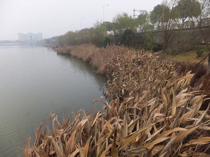 DSCF7775_����.jpg