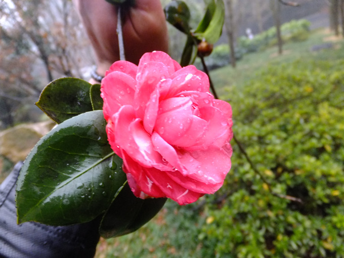 DSCF7874_����.jpg