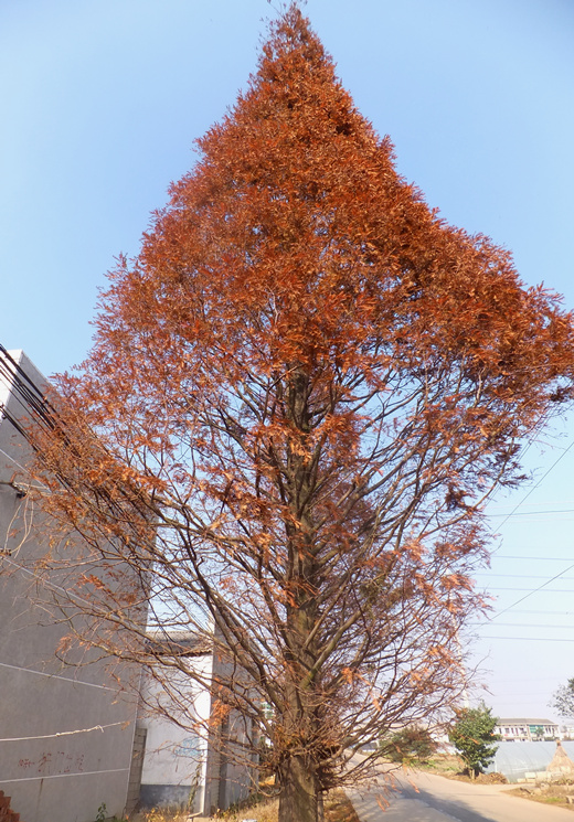 DSCF4314_����.jpg