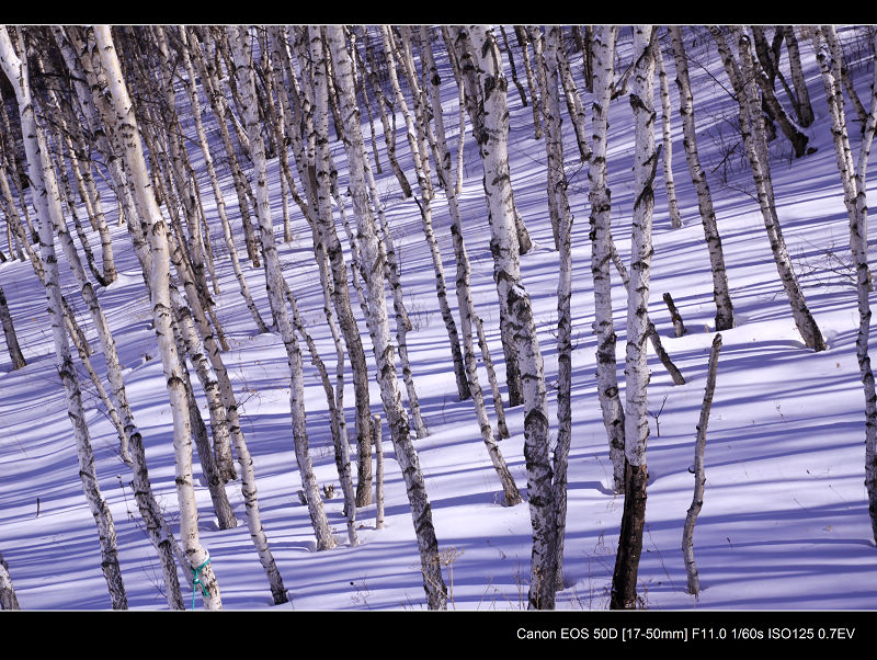 _MG_5124.jpg