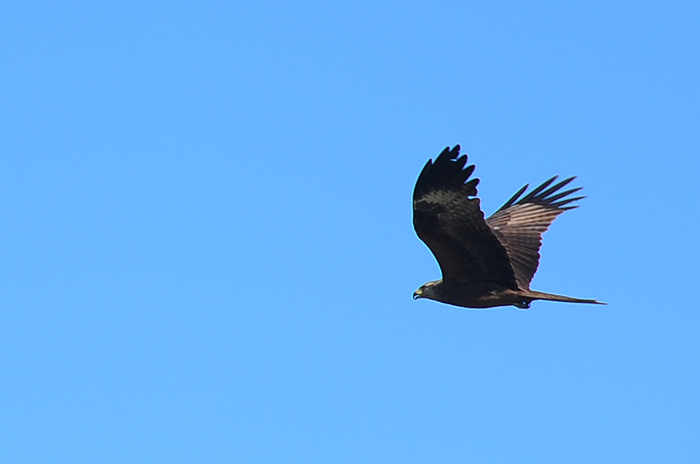 DSC_7241.jpg
