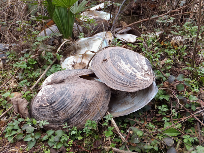 DSCF8217_����.jpg
