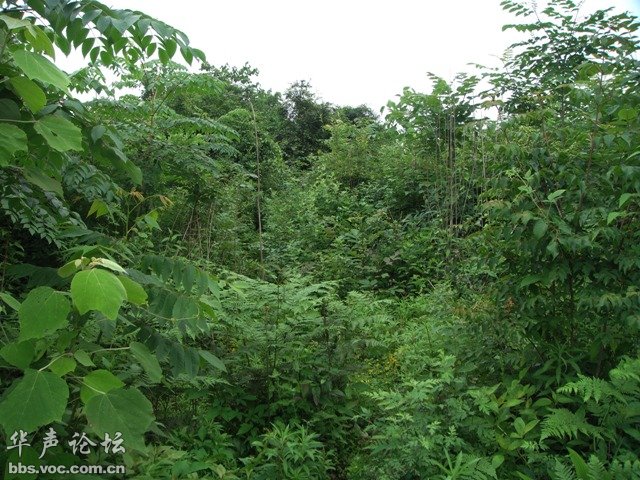 20090603085434381-456239.jpg